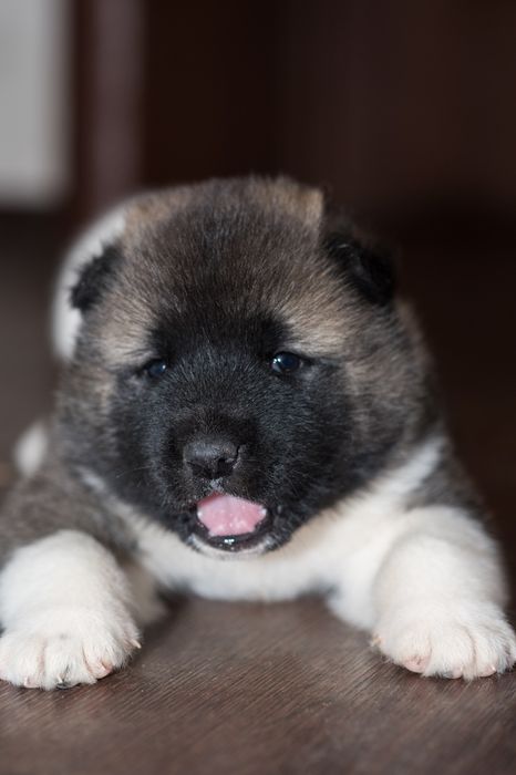 Щенки Американской Акиты