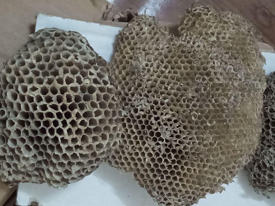 Осиное гнездо настоящие