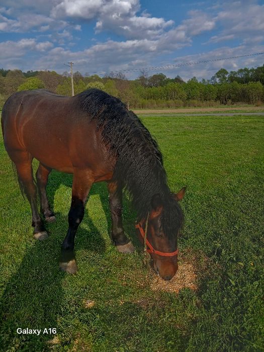 Vind miz de 3 ani castrat garantat d ham cu acte