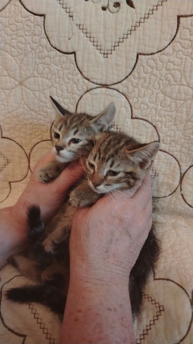 Продаём котят мальчики и девочки