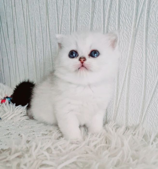 Британские котята