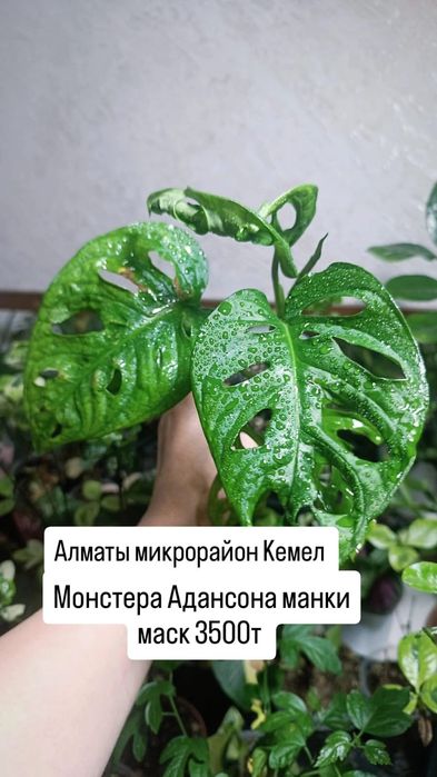 Комнатные растения