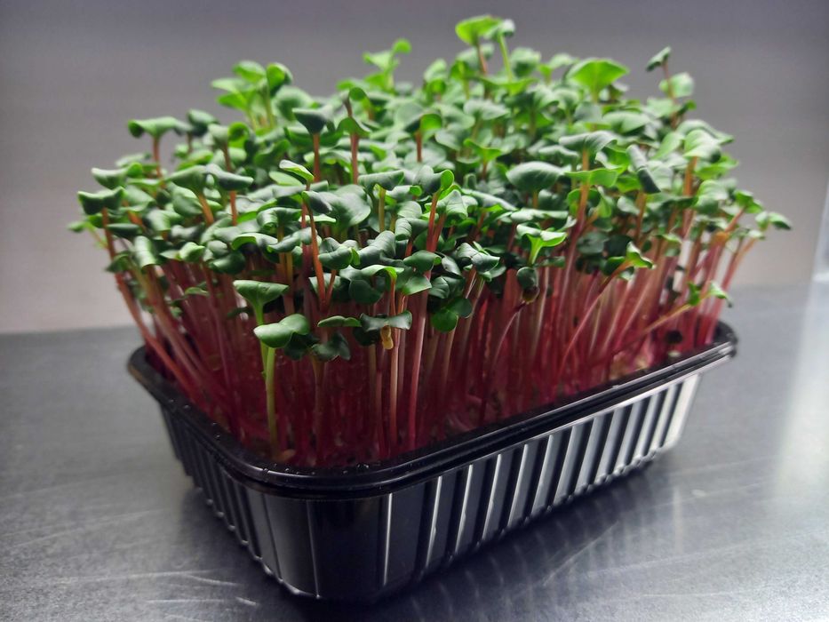 Семена для выращивания микрозелени