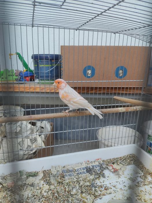 Канарейка самец сатинет