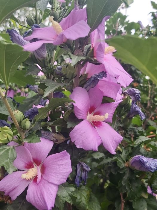 Гибискус травянистый