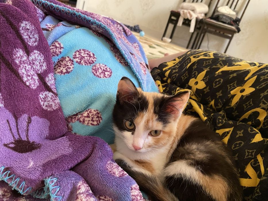 Отдаю котёнка ласковый