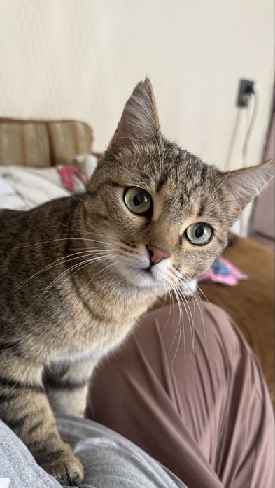 Отдам кошку в хорошие руки