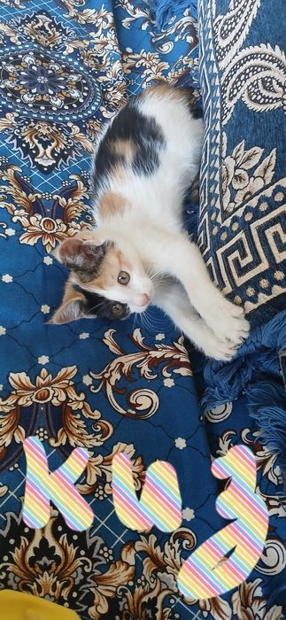 Котята в добрые и заботливые руки.