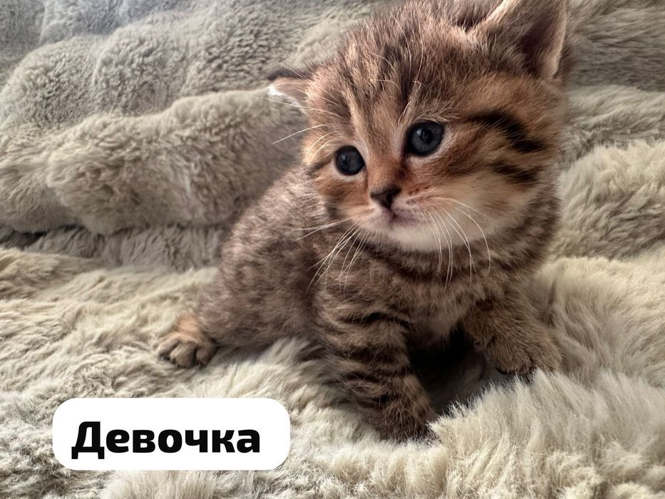 Скоттиш фолд. Опытный кот. Вязка.