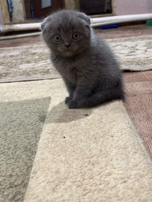 Британский котенок
