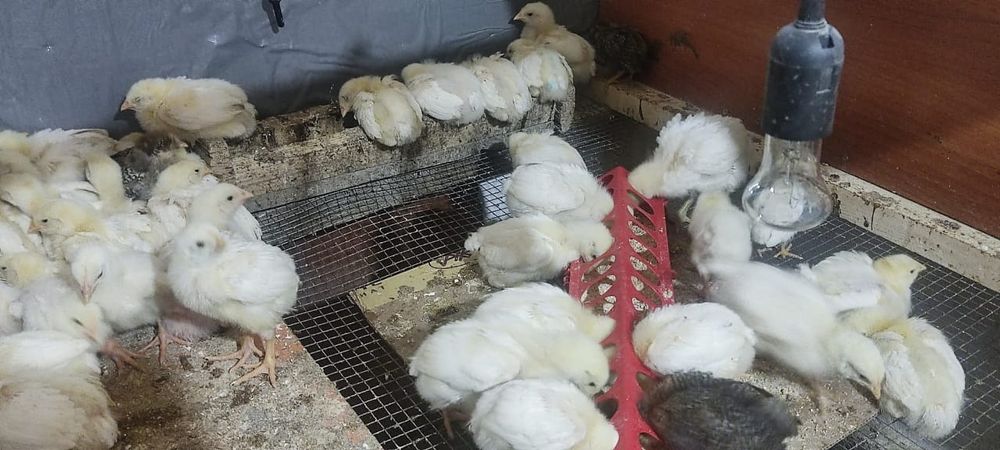 Продам бройлер цыплята