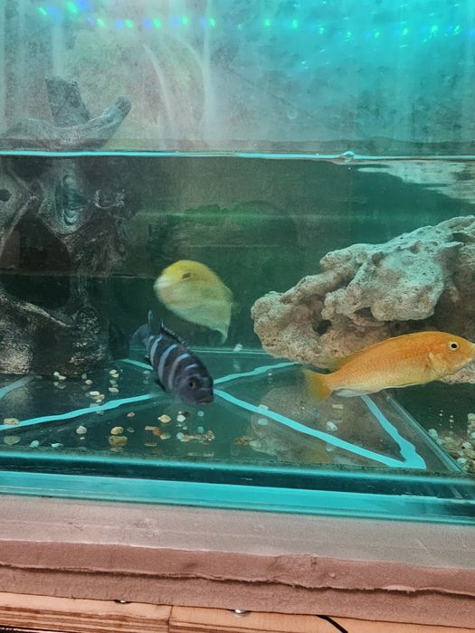 Лобидохромис  цихлида