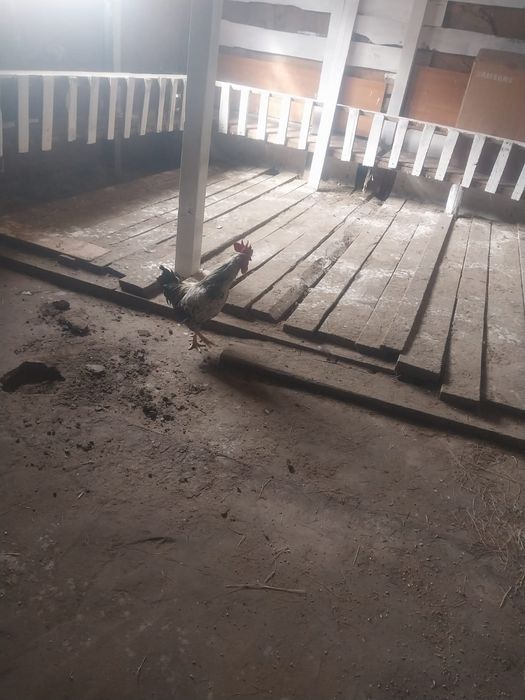 Атеш 2шт Сатылады