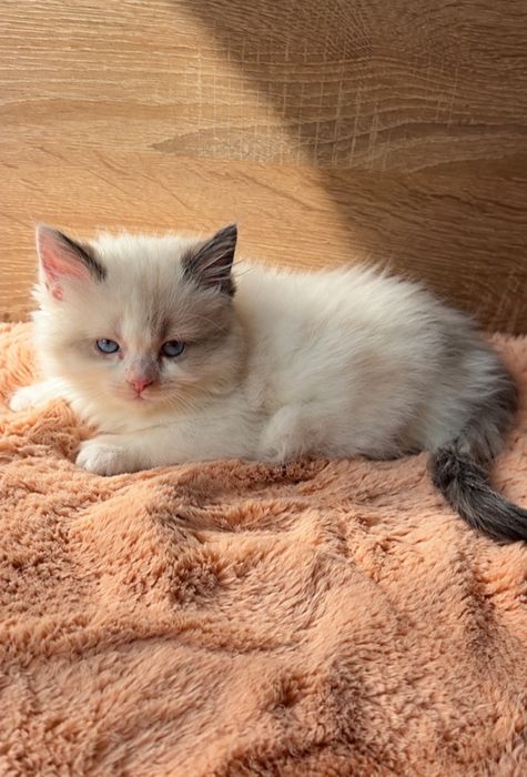 Рагдол Регдол Ragdoll
