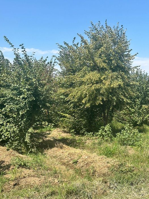 Липа крупномер от4 до 8