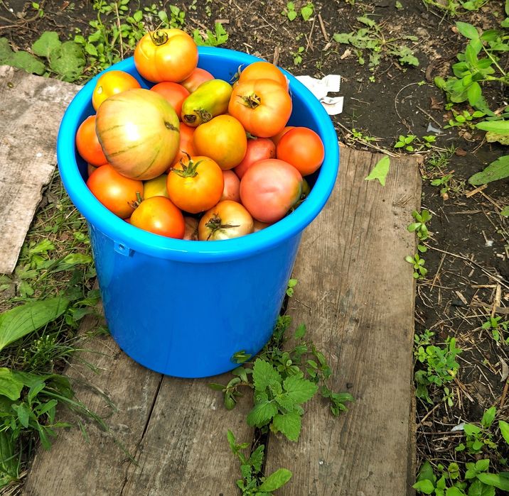 Продам дачные помидоры недорого