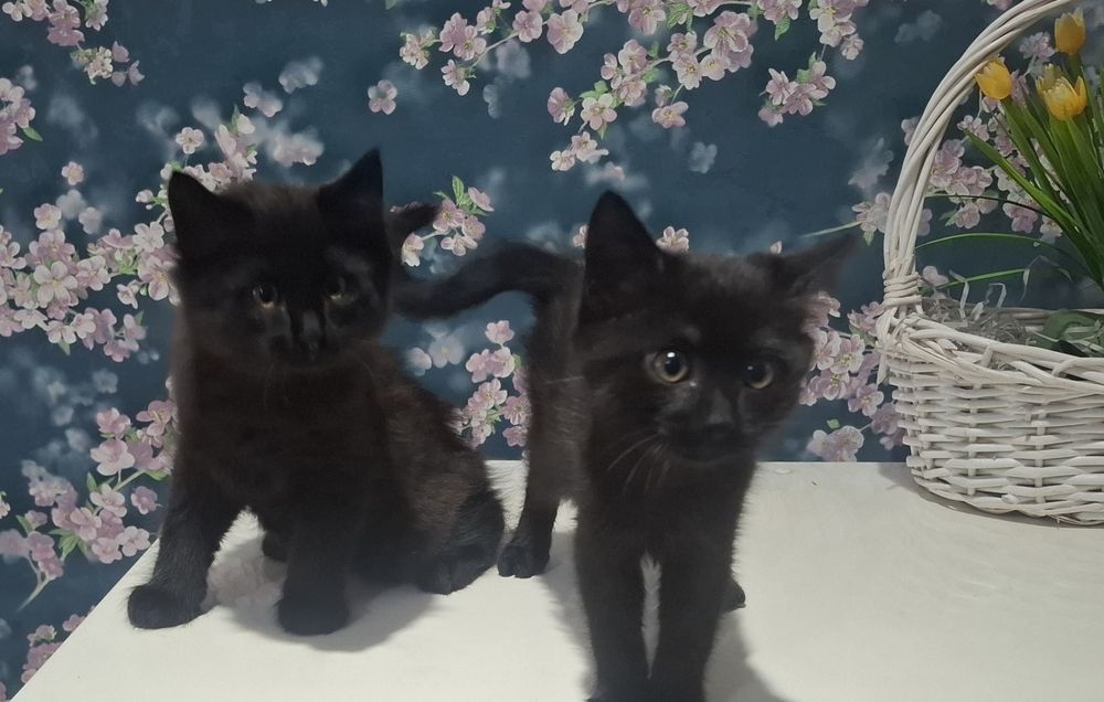 Котята мальчик,девочка