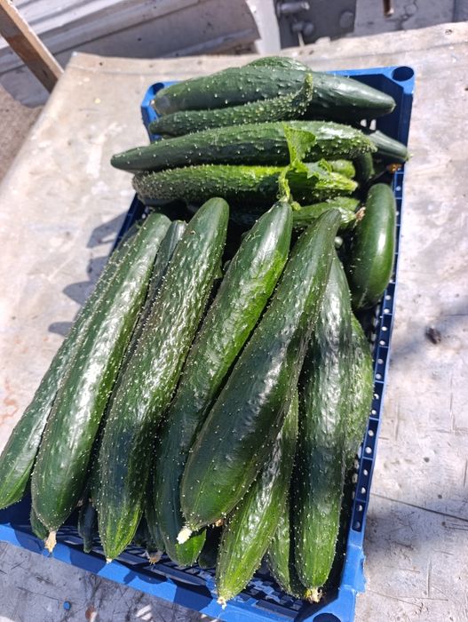 Продам домашние огурцы