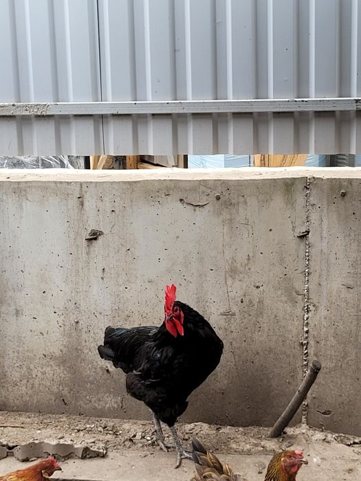 Петух домашний Австролорп