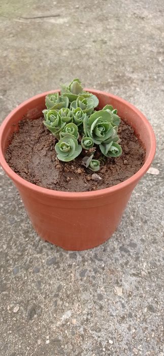 Цветя за 8-ми март, цвете за градината, седуми в саксия, кактуси