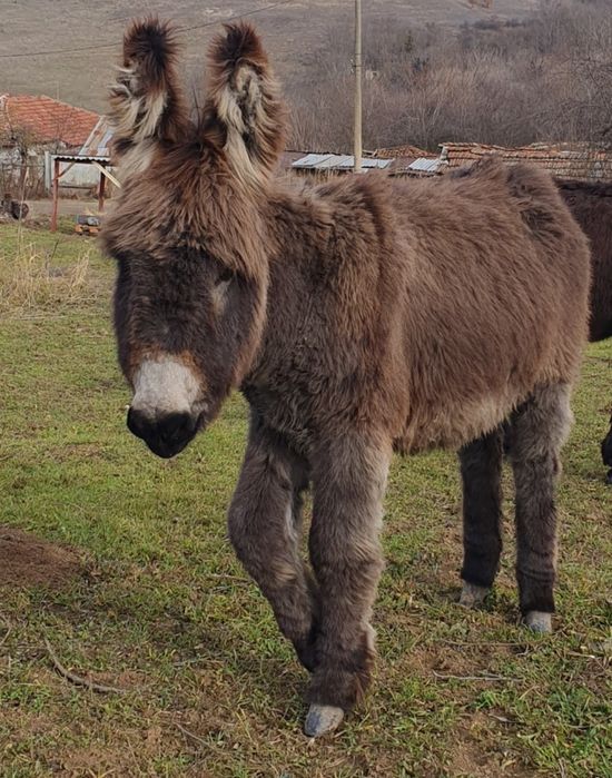 Магарешко мляко 20лв