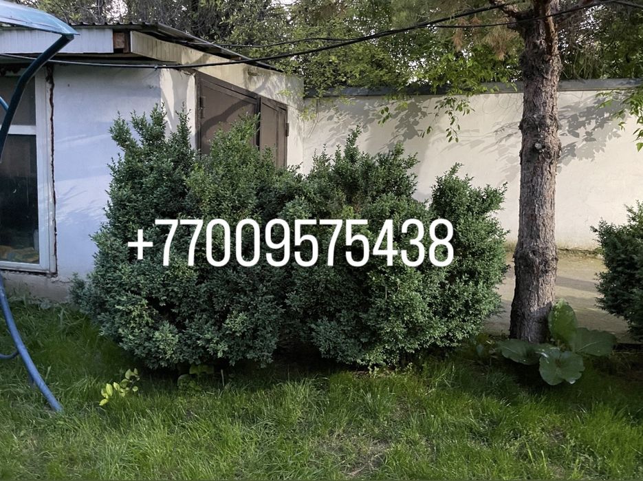 Самшит, шамшот кочатлари