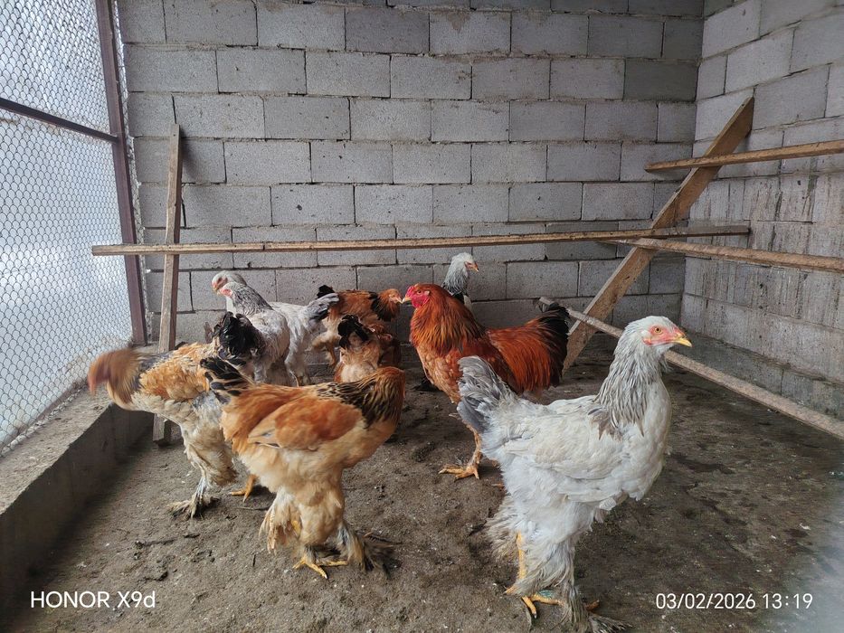 Продам Брамы Петухи.