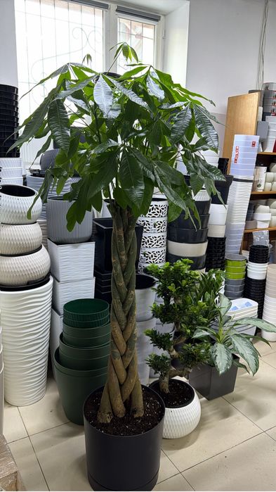 Крупные растения на подарок