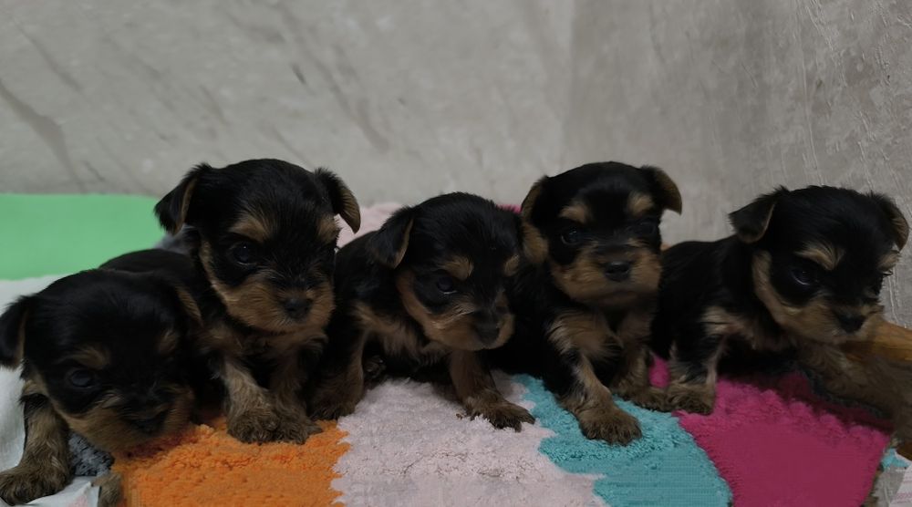 В продаже щенки Йоркширский терьер