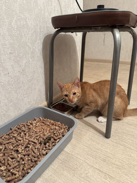 Отдам даром рыжего котика