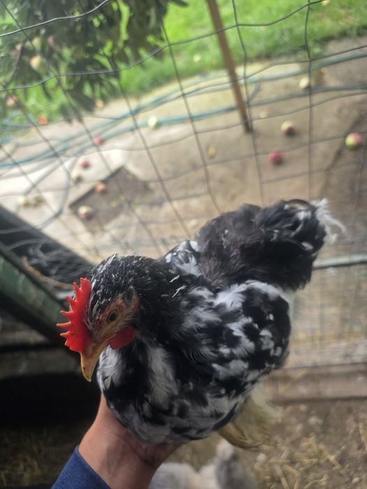 Pereche tânără cochinchina pitic