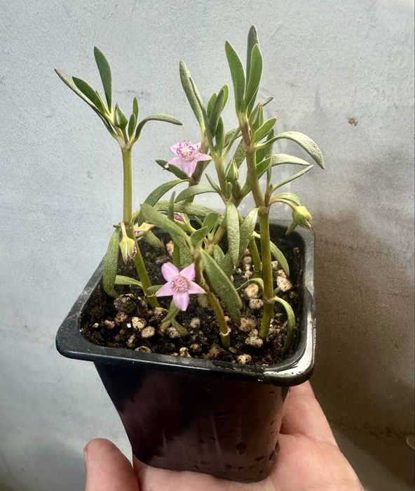 Продам комнатеые цветы  цены разные.