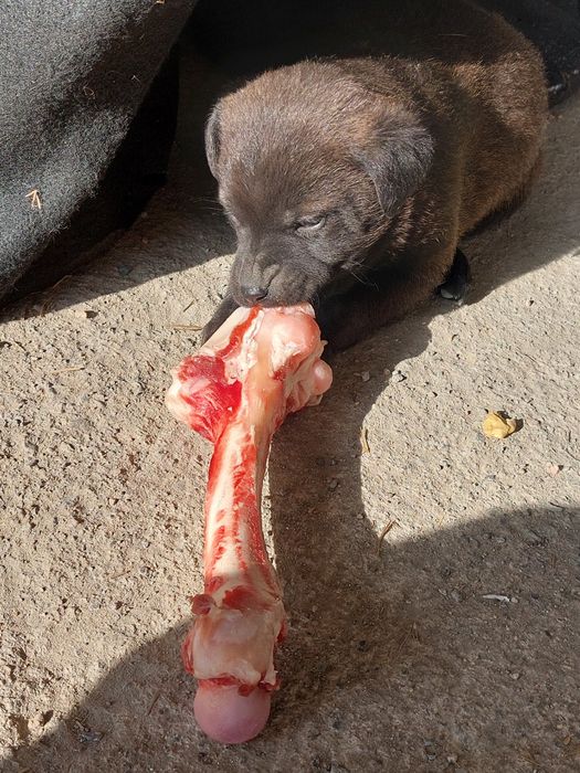 Отдам щенков бесплатно лабрадор