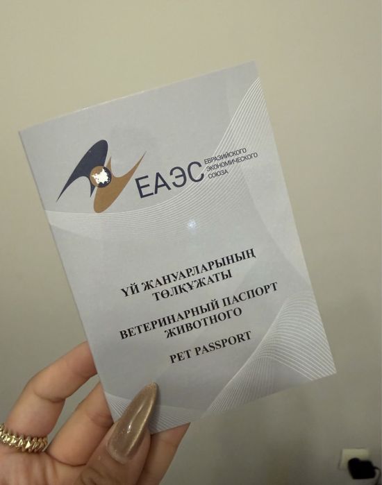 Продам кота британская шиншилла