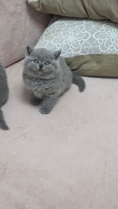 Шотландский котик. Скоттиш стайт.