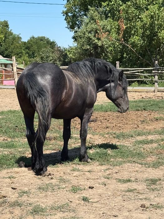 2 Armăsari de vânzare