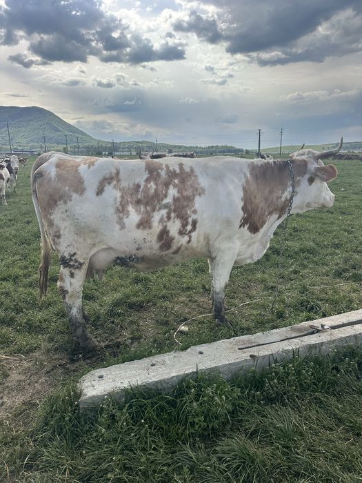 vand vaca de lapte cu vitel