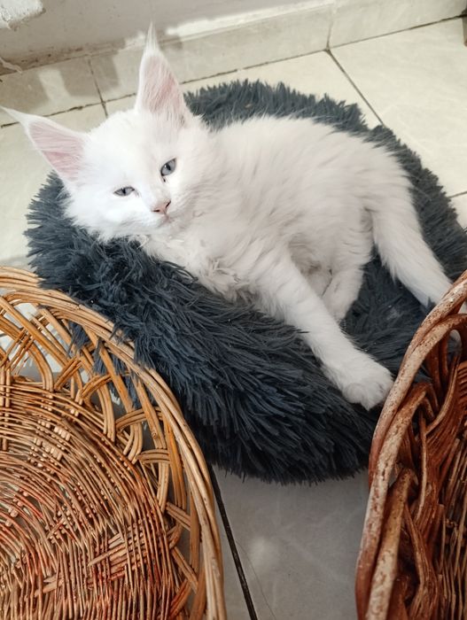 Продам котят мейнкунчиков