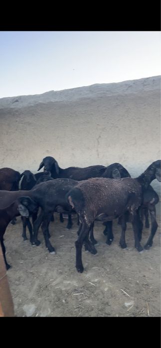 32 bow qora qoylar sotiladi