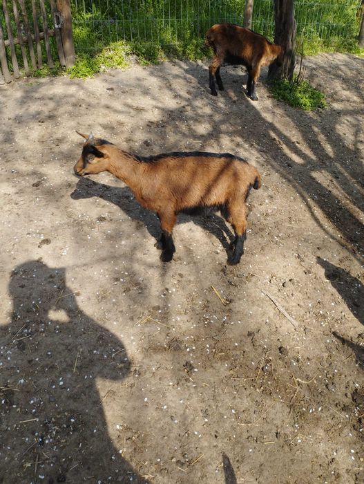 Iezi alpina Franceză