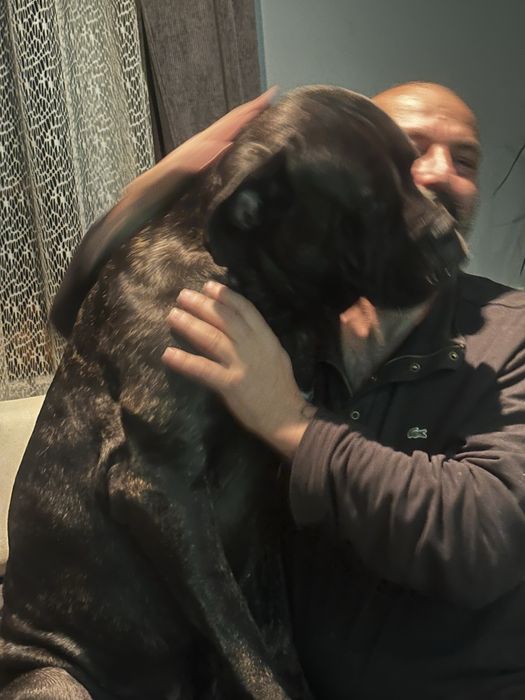 Кане Корсо 7.11.2025г. Момиче!