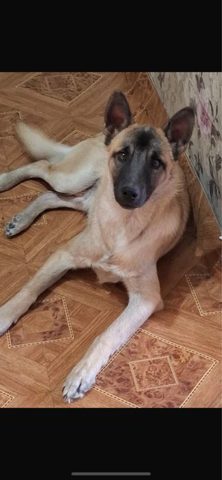 Отдам в добрые руки