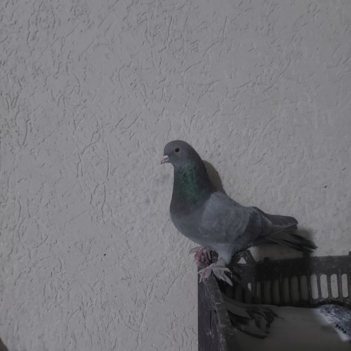 Бухар арап лет бой тяга гарантия