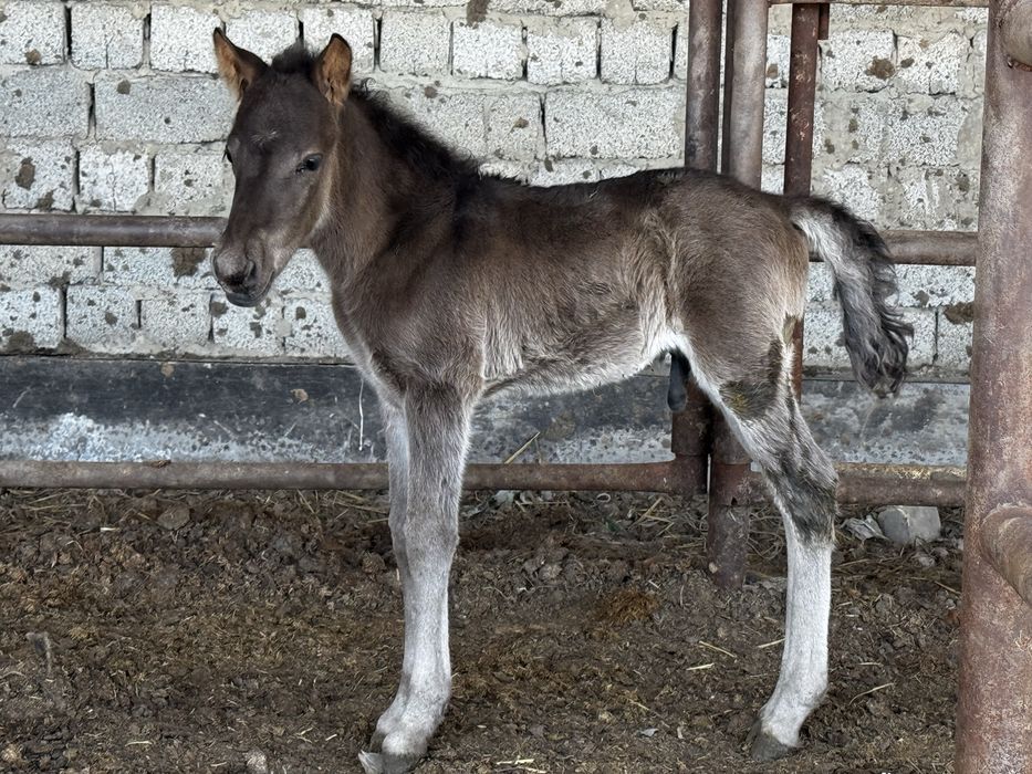 Құлынды бие сауын