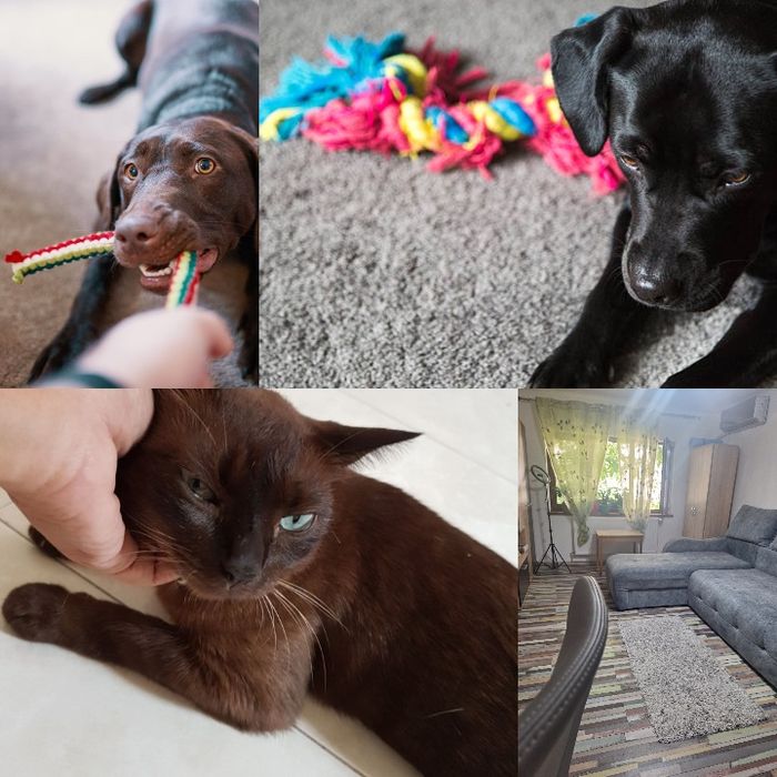 Pet Sitter Galati  Plimb caini, gazduiesc caini ,  pisici , pasari, rozatoare, soparle