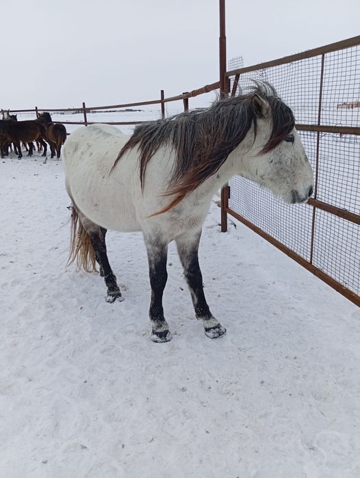 Айғыр сатылады 700 мың