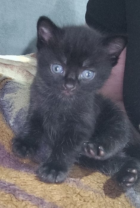 Отдам котят в добрые руки