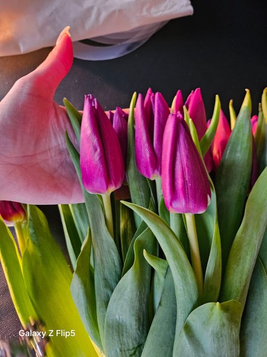 Тюльпаны со склада