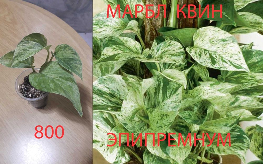 Комнатные  цветы