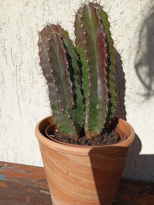 Домашни Отглеждани Цветя Алое Вера,Кактуси и други.